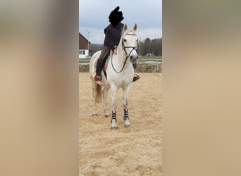 Lipizzaner Mix, Ruin, 17 Jaar, 158 cm, Schimmel
