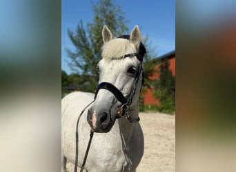 Lipizzaner, Ruin, 19 Jaar, 146 cm, Schimmel
