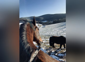 Lipizzaner, Ruin, 20 Jaar