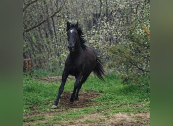 Lipizzaner, Ruin, 2 Jaar, 151 cm, Zwart
