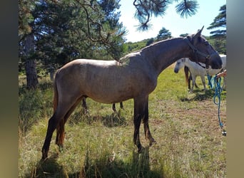 Lipizzaner, Ruin, 2 Jaar, 155 cm, Schimmel