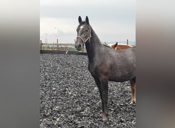 Lipizzaner, Ruin, 2 Jaar, 155 cm, Schimmel