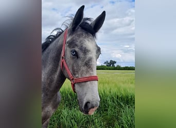 Lipizzaner, Ruin, 2 Jaar, 160 cm, Schimmel