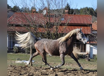 Lipizzaner, Ruin, 3 Jaar, 147 cm, Schimmel