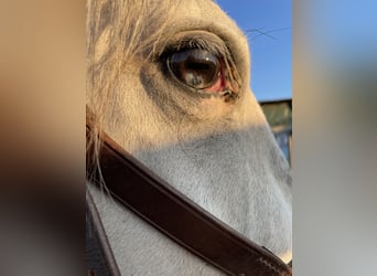 Lipizzaner Mix, Ruin, 3 Jaar, 150 cm