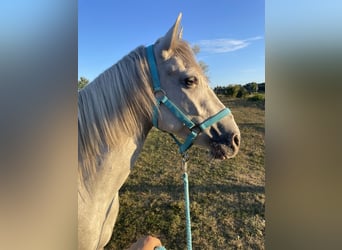 Lipizzaner Mix, Ruin, 3 Jaar, 150 cm