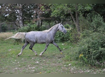 Lipizzaner, Wallach, 3 Jahre, 152 cm, Schimmel