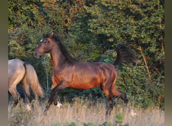 Lipizzaner, Ruin, 3 Jaar, 153 cm, Bruin