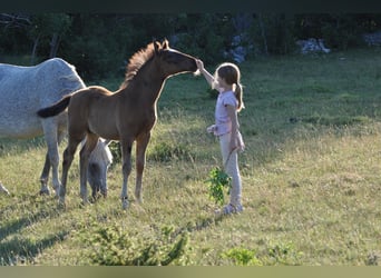 Lipizzaner, Ruin, 3 Jaar, 153 cm, Bruin