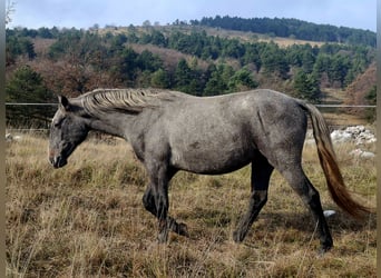 Lipizzaner, Ruin, 3 Jaar, 155 cm