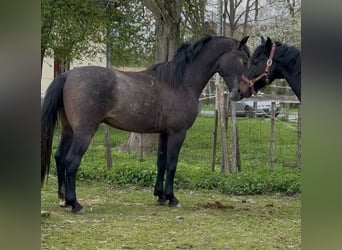 Lipizzaner, Ruin, 3 Jaar, 155 cm, Brown Falb schimmel