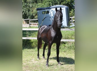 Lipizzaner, Ruin, 3 Jaar, 155 cm, Zwart