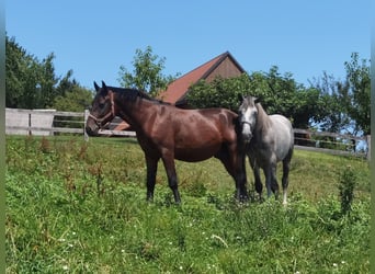 Lipizzaner, Ruin, 3 Jaar, 155 cm, Zwart