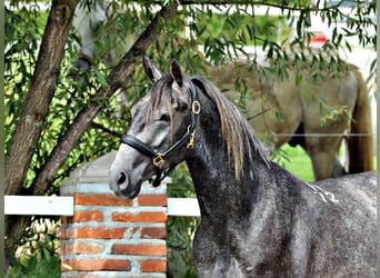 Lipizzaner, Ruin, 3 Jaar, 157 cm, Appelschimmel