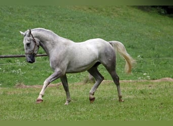 Lipizzaner, Ruin, 3 Jaar, 160 cm, Schimmel