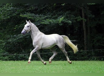 Lipizzaner, Ruin, 3 Jaar, 160 cm, Schimmel