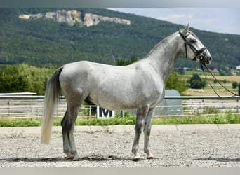 Lipizzaner, Ruin, 4 Jaar, 153 cm