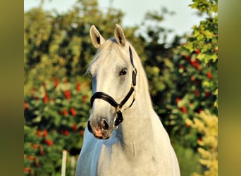 Lipizzaner, Ruin, 4 Jaar, 161 cm, Schimmel