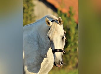 Lipizzaner, Ruin, 4 Jaar, 161 cm, Schimmel