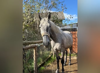 Lipizzaner, Ruin, 4 Jaar, 162 cm, kan schimmel zijn