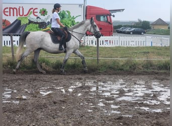 Lipizzaner, Ruin, 4 Jaar, 163 cm, Schimmel