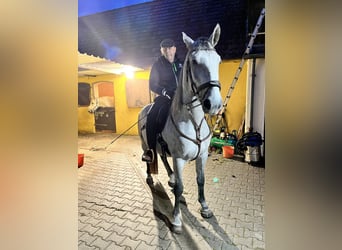 Lipizzaner, Wallach, 4 Jahre, 163 cm, Schimmel