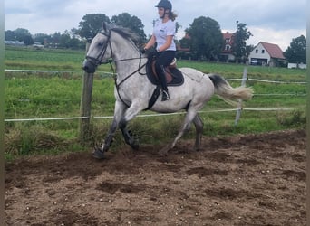 Lipizzaner, Wallach, 4 Jahre, 163 cm, Schimmel