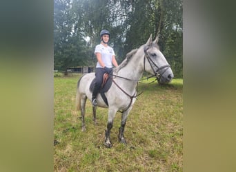 Lipizzaner, Wallach, 4 Jahre, 163 cm, Schimmel