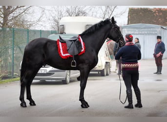 Lipizzaner, Ruin, 4 Jaar, 165 cm, Zwart