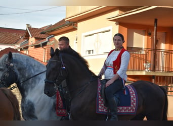 Lipizzaner, Ruin, 4 Jaar, 165 cm, Zwart