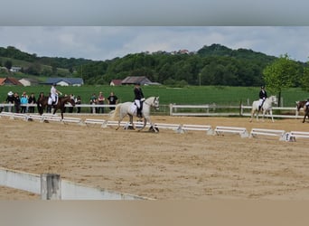 Lipizzaner, Wallach, 5 Jahre, 145 cm, Schimmel