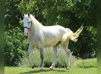 Lipizzaner, Ruin, 5 Jaar, 147 cm, Schimmel