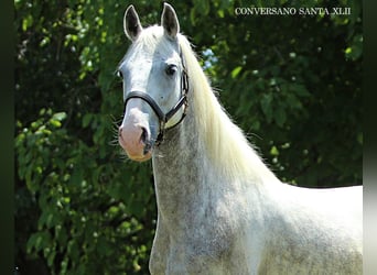 Lipizzaner, Ruin, 5 Jaar, 147 cm, Schimmel