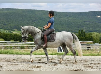 Lipizzaner, Ruin, 5 Jaar, 153 cm, Schimmel