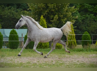 Lipizzaner, Ruin, 5 Jaar, 156 cm