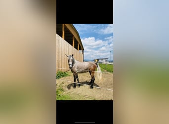 Lipizzaner Mix, Ruin, 5 Jaar, 160 cm, kan schimmel zijn