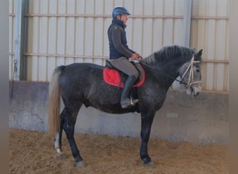 Lipizzaner, Ruin, 5 Jaar, 160 cm