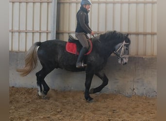 Lipizzaner, Ruin, 5 Jaar, 160 cm
