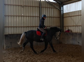 Lipizzaner, Ruin, 5 Jaar, 160 cm