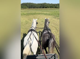 Lipizzaner, Ruin, 5 Jaar, 164 cm, Schimmel