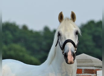 Lipizzaner, Ruin, 6 Jaar, 151 cm