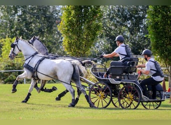Lipizzaner, Ruin, 6 Jaar, 163 cm, Schimmel