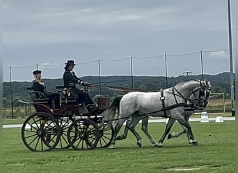 Lipizzaner, Ruin, 6 Jaar, 165 cm, Schimmel