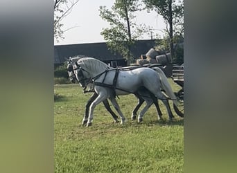 Lipizzaner, Ruin, 6 Jaar, 165 cm, Schimmel
