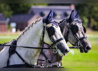 Lipizzaner, Ruin, 7 Jaar, 165 cm