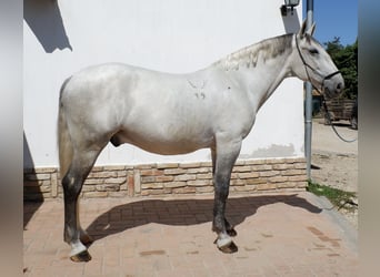 Lipizzaner, Ruin, 7 Jaar, 170 cm, Schimmel