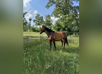 Lipizzaner, Ruin, 8 Jaar, 155 cm, Bruin