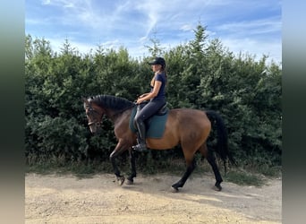 Lipizzaner, Ruin, 8 Jaar, 155 cm, Bruin