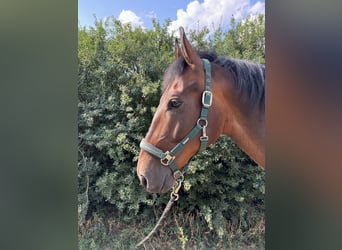 Lipizzaner, Ruin, 8 Jaar, 155 cm, Bruin