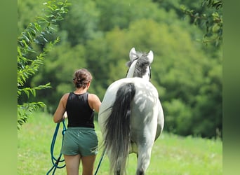 Lipizzaner, Ruin, 8 Jaar, 155 cm, Schimmel
